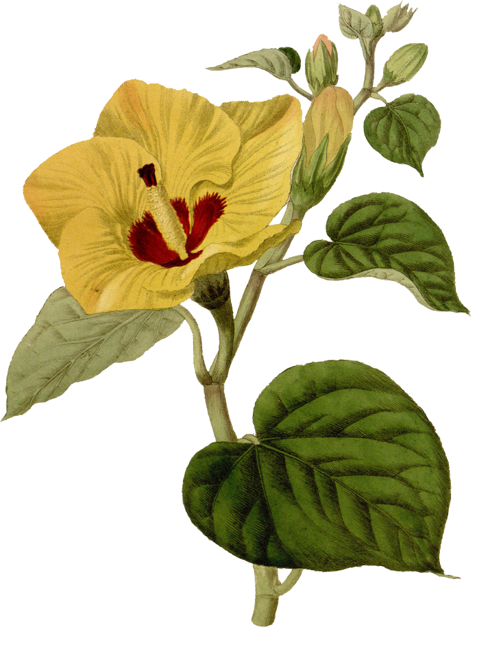 Floral Plant Illustration
