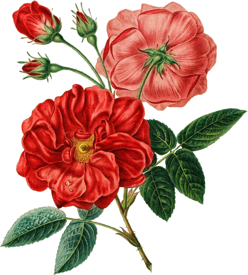 Red Flowers Illustration